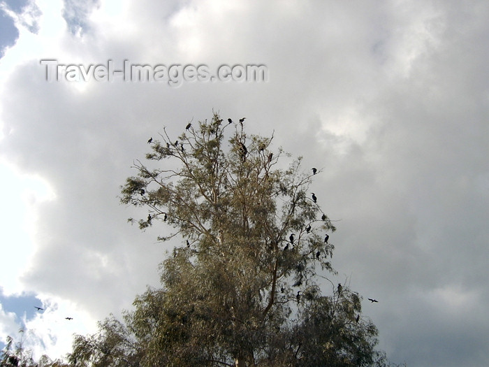 israel273: Israel - Hadera: Park Hef Tziba - birds' camp - birds on a tree - photo by Efi Keren - (c) Travel-Images.com - Stock Photography agency - Image Bank