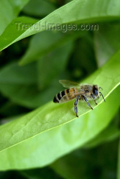 israel276: Israel - bee on a leaf - photo by Efi Keren - (c) Travel-Images.com - Stock Photography agency - Image Bank