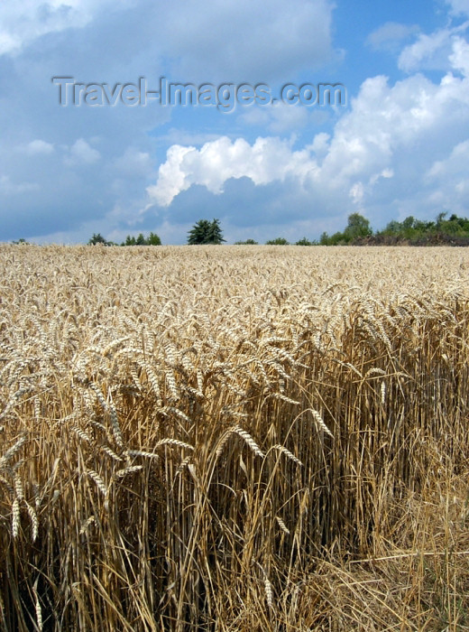 israel282: Israel - wheat field - agriculture - photo by E.Keren - (c) Travel-Images.com - Stock Photography agency - Image Bank