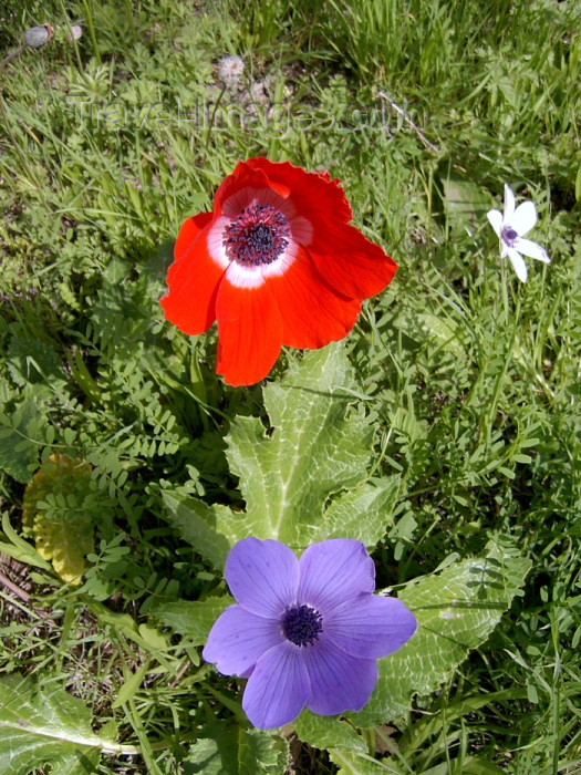 israel283: Israel - Megido: wild flowers - photo by E.Keren - (c) Travel-Images.com - Stock Photography agency - Image Bank