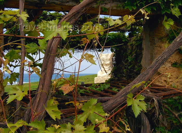 israel288: Israel - Kibbutz Sdot Yam: composition with vine leaves - photo by Efi Keren - (c) Travel-Images.com - Stock Photography agency - Image Bank