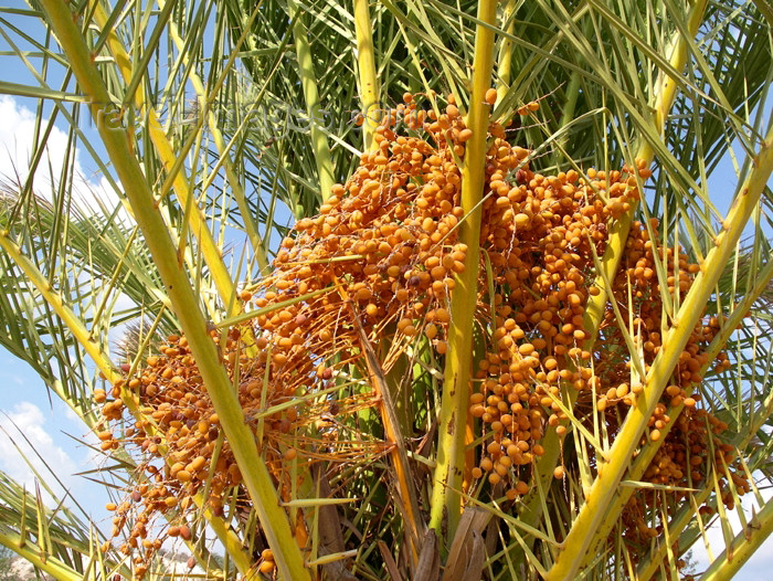 dates palm tree. fruits - dates - palm tree