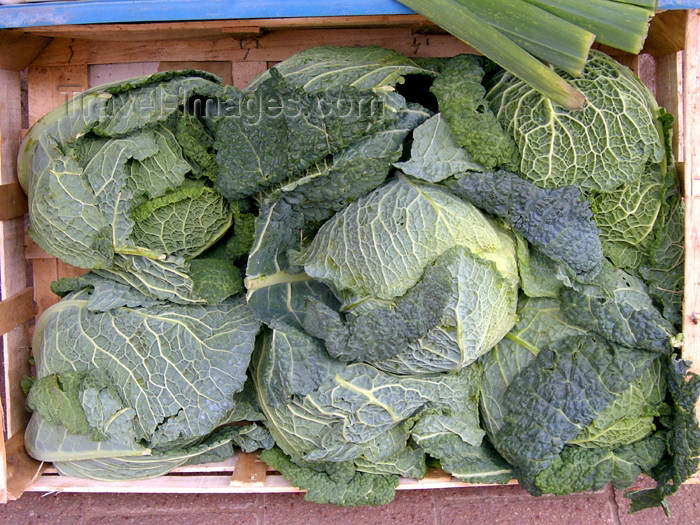 israel295: Israel - Kfar Vitkin: cabbages - Brassica oleracea / couves - vegetables - photo by E.Keren - (c) Travel-Images.com - Stock Photography agency - Image Bank