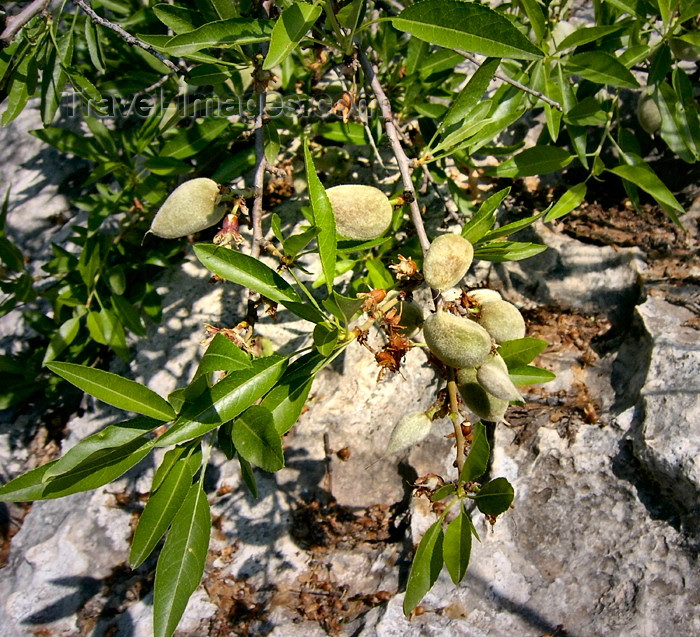 israel300: Israel: almonds on the tree - photo by E.Keren - (c) Travel-Images.com - Stock Photography agency - Image Bank