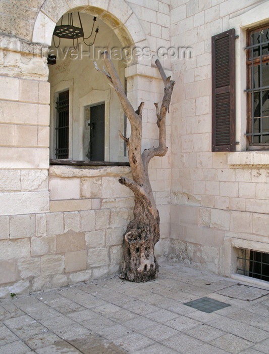 israel316: Haifa, Israel: life after death - old tree - photo by E.Keren - (c) Travel-Images.com - Stock Photography agency - Image Bank