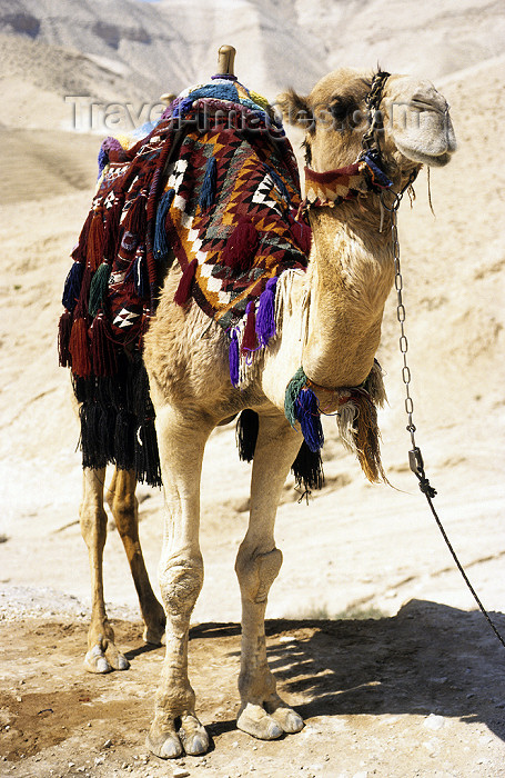 israel343: Israel - Negev desert: camel posing - Camelus dromedarius - photo by W.Allgöwer - (c) Travel-Images.com - Stock Photography agency - Image Bank