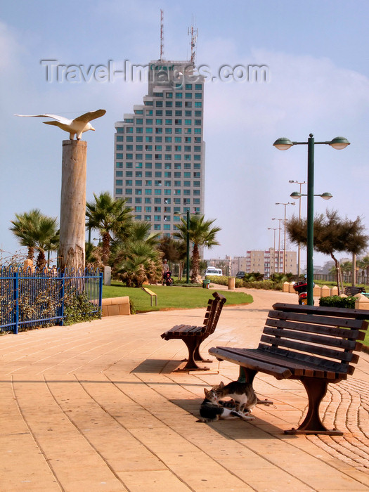 israel358: Netanya, Center district, Israel: waterfront promenade - benches and modern building - photo by E.Keren - (c) Travel-Images.com - Stock Photography agency - Image Bank