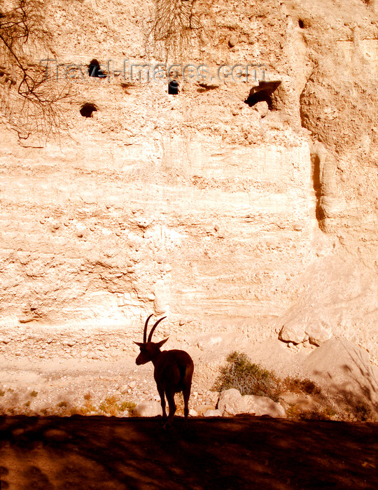 israel363: Ein Gedi oasis and National Park, South district, Israel: ibex silhouette - Capra ibex nubiana - photo by E.Keren - (c) Travel-Images.com - Stock Photography agency - Image Bank