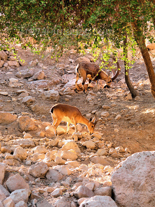 israel365: Ein Gedi oasis and National Park, South district, Israel: a pair of ibex look for food among the stones of the Judean Desert - Capra nubiana - bouquetin - Steinbock - photo by E.Keren - (c) Travel-Images.com - Stock Photography agency - Image Bank