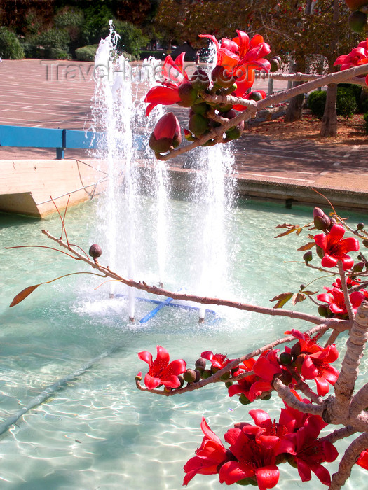 israel378: Tel Aviv, Israel: tree with red flowers and fountain at Rabin square - photo by E.Keren - (c) Travel-Images.com - Stock Photography agency - Image Bank