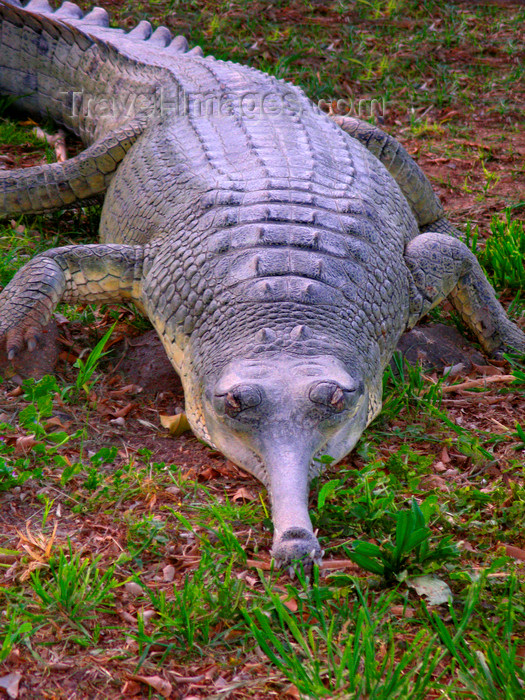 israel385: Hamat Gader, North District, Israel: gharial - Gavialis gangeticus - at a crocodile breeding farm - reptile - photo by E.Keren - (c) Travel-Images.com - Stock Photography agency - Image Bank