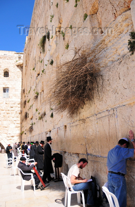 israel399: Jerusalem, Israel: locals and pilgrims pray at the men's section of the Wailing wall / Western Wall / the Kotel - muro das lamentações - Mur des Lamentations - Klagemauer - photo by M.Torres - (c) Travel-Images.com - Stock Photography agency - Image Bank