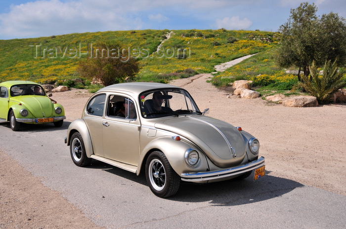 israel407: Beit Guvrin National Park, Yoav Region, South District: parade of classical Volkswagen Beetles - photo by M.Torres - (c) Travel-Images.com - Stock Photography agency - Image Bank