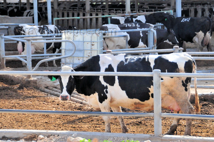 israel410: Tzora kibbutz, Mateh Yehuda region, Jerusalem district, Israel: Holstein cow leaves the milking station at Tzora Dairy Farm - photo by M.Torres - (c) Travel-Images.com - Stock Photography agency - Image Bank