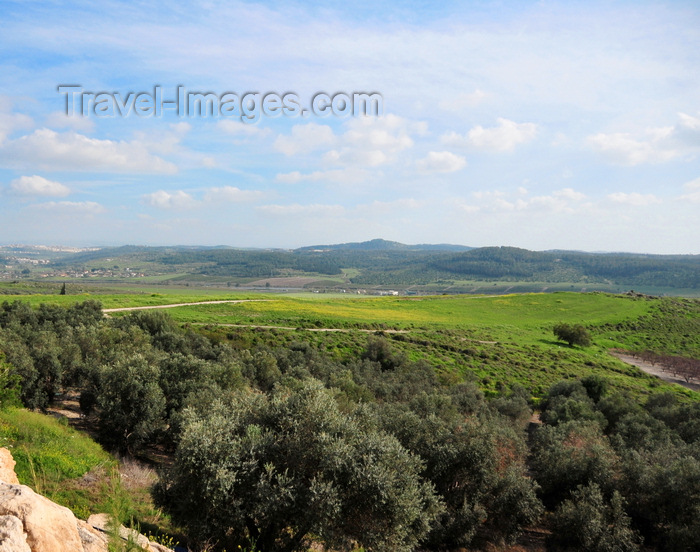 israel411: Deir Rafat monastery, Mateh Yehuda region, Jerusalem district, Israel: olive orchards and green fields - photo by M.Torres
 - (c) Travel-Images.com - Stock Photography agency - Image Bank