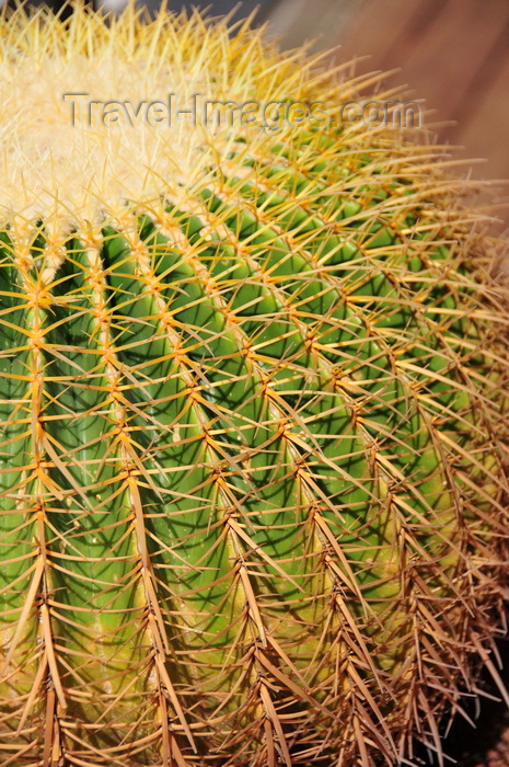 israel65: Tel Aviv, Israel: spherical cactus close-up - photo by M.Torres - (c) Travel-Images.com - Stock Photography agency - Image Bank