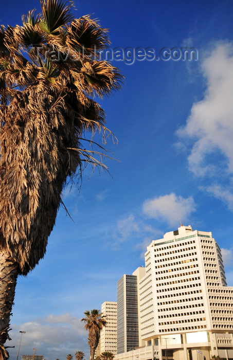 israel8: Tel Aviv, Israel: palm trees and office buildings - Tel Aviv, boardwalk, Prof. Yehezkel Kaufmann st, corner with Shenkar st - photo by M.Torres - (c) Travel-Images.com - Stock Photography agency - Image Bank