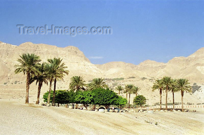 israel86: Israel - Negev desert: oasis - photo by J.Kaman - (c) Travel-Images.com - Stock Photography agency - Image Bank