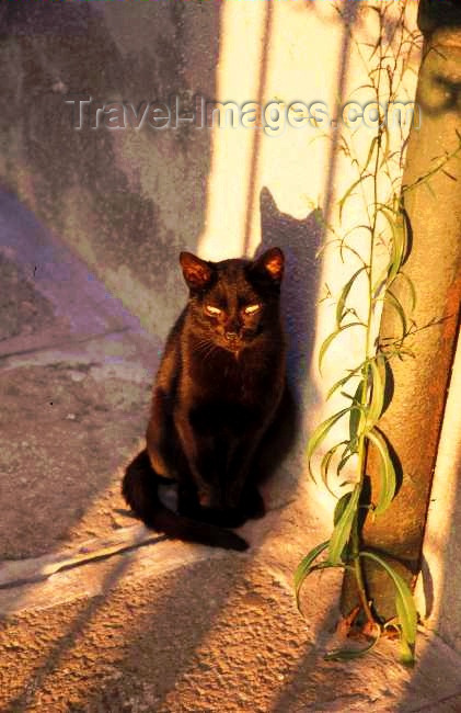 italy117: Italy - Murano (Veneto): a black cat enjoys the sunset - photo by W.Schipper - (c) Travel-Images.com - Stock Photography agency - Image Bank