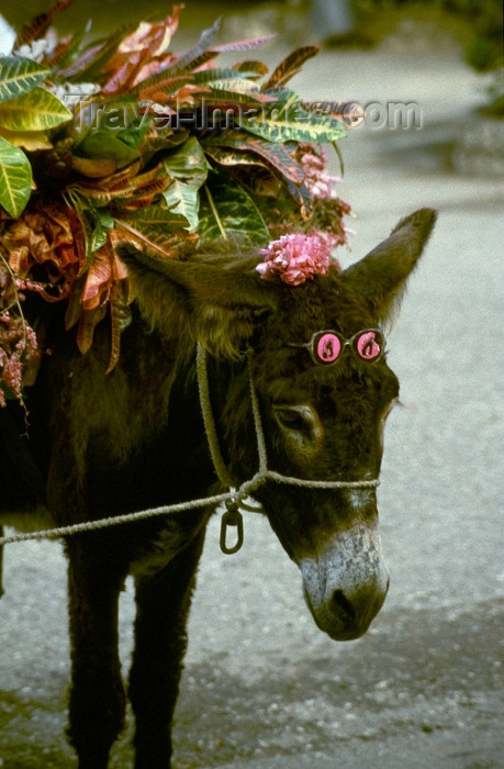 jamaica19: Jamaica / Jamaika - Montego Bay: style conscious donkey (photo by Francisca Rigaud) - (c) Travel-Images.com - Stock Photography agency - Image Bank