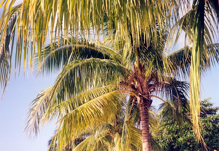 jamaica22: Jamaica - Ocho Rios: palm trees (photo by Miguel Torres) - (c) Travel-Images.com - Stock Photography agency - Image Bank