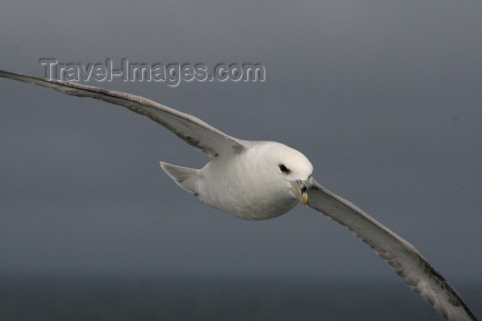 jan-mayen4: Jan Mayen island: a seagul in flight at 71º N - Arctic Ocean - photo by R.Behlke - (c) Travel-Images.com - Stock Photography agency - Image Bank