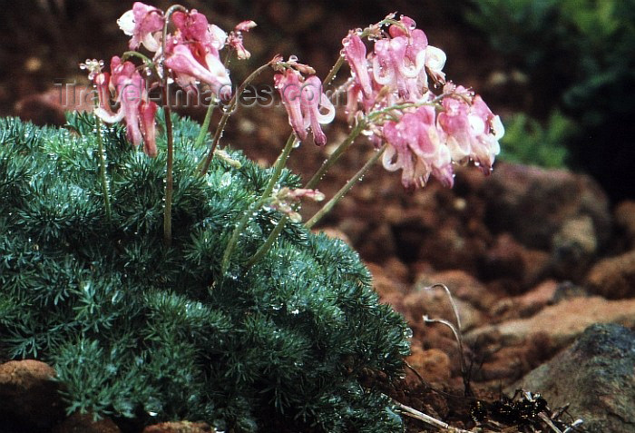 japan11: Japan - Mt Zao -  Mount Zao - Zao-san - Miyagi Prefecture, border with Yamagata - Honshu island: Japanese flowers - photo by W.Schipper - (c) Travel-Images.com - Stock Photography agency - Image Bank