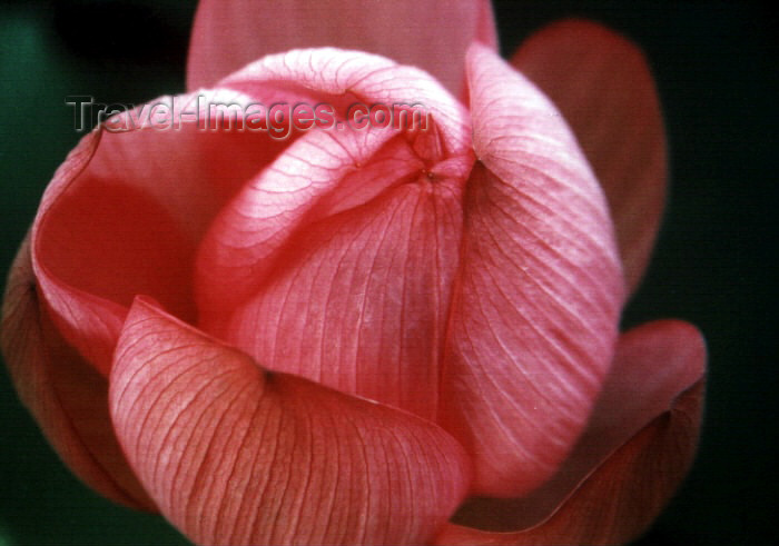 japan14: Japan - Tokyo: Lotus flower at Ueno park - close-up - photo by W.Schipper - (c) Travel-Images.com - Stock Photography agency - Image Bank