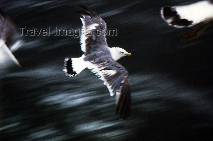 japan18: Japan - blacktailed gull - Larus japonicus - fauna - birds - photo by W.Schipper - (c) Travel-Images.com - Stock Photography agency - Image Bank