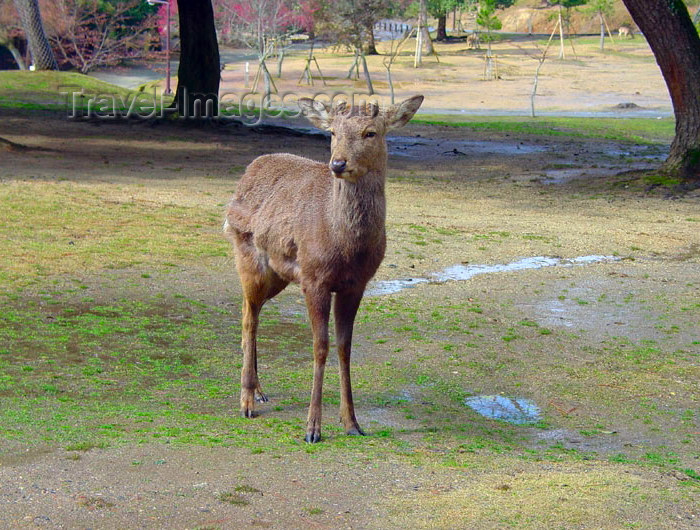 japan68: Japan (Honshu island) - Nara: deer at the deer park - photo by G.Frysinger - (c) Travel-Images.com - Stock Photography agency - Image Bank