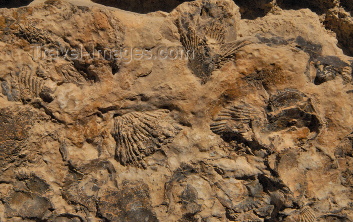 jordan144: Al Karak - Jordan: Crac des Moabites - Fossils in the castle's masonry - photo by M.Torres - (c) Travel-Images.com - Stock Photography agency - Image Bank