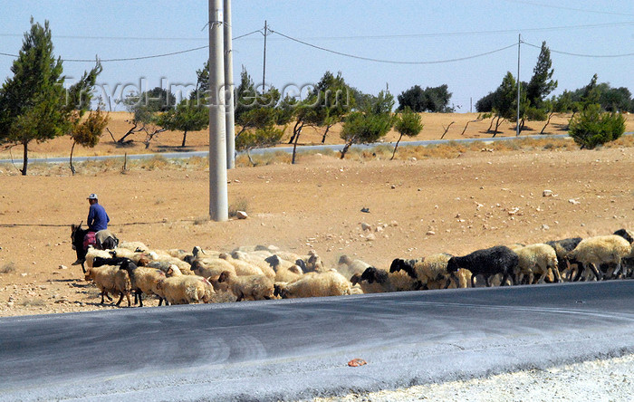 jordan151: Al Karak - Jordan: sheep and mounted shepherd on the King's highway - photo by M.Torres - (c) Travel-Images.com - Stock Photography agency - Image Bank