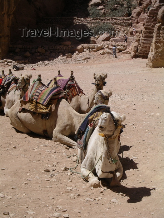 jordan43: Jordan - Petra / Sela (Maan / Ma'an province): camels resting - photo by R.Wallace - (c) Travel-Images.com - Stock Photography agency - Image Bank