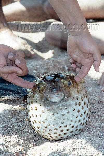 jordan46: Jordan - Aqaba / Akkaba / Al Aqabah: baloon fish - photo by J.Kaman - (c) Travel-Images.com - Stock Photography agency - Image Bank