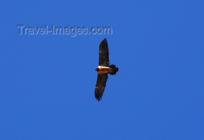 kazakhstan118: Kazakhstan, Charyn Canyon: Valley of the Castles - vulture - photo by M.Torres - (c) Travel-Images.com - Stock Photography agency - Image Bank