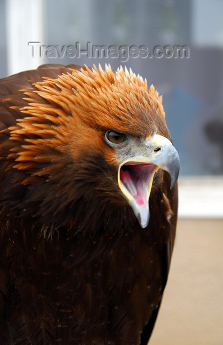 kazakhstan185: Kazakhstan - Karaturuk area, Almaty province: Golden Eagle - Aquila chrysaetos - menacing scream - photo by M.Torres - (c) Travel-Images.com - Stock Photography agency - Image Bank