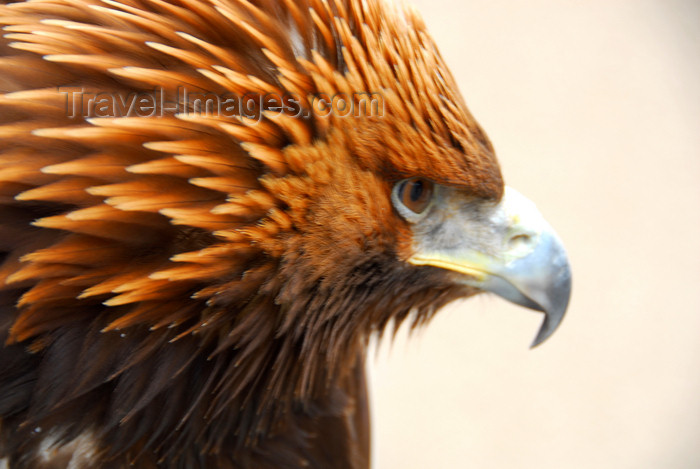 kazakhstan186: Kazakhstan - Karaturuk area, Almaty province: Golden Eagle - Aquila chrysaetos - head - photo by M.Torres - (c) Travel-Images.com - Stock Photography agency - Image Bank