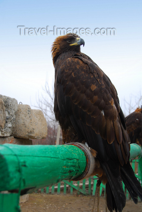 kazakhstan190: Kazakhstan - Karaturuk area, Almaty province: Golden Eagle - Aquila chrysaetos - photo by M.Torres - (c) Travel-Images.com - Stock Photography agency - Image Bank