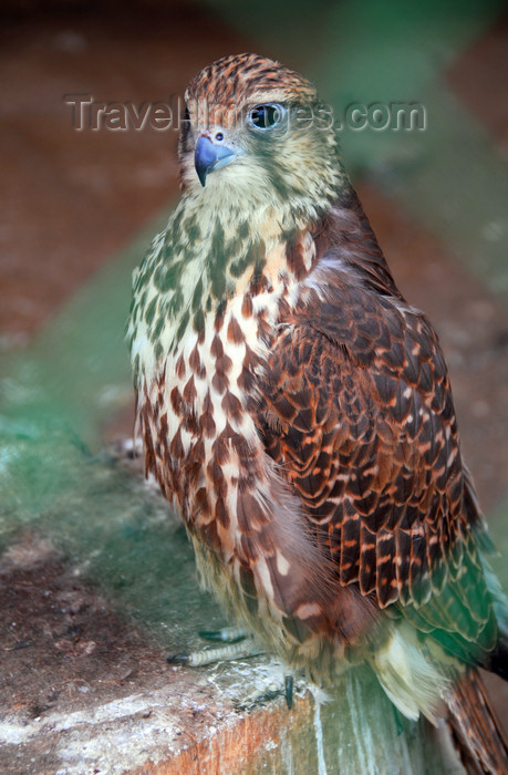 kazakhstan193: Kazakhstan - Karaturuk area, Almaty province: falcon - photo by M.Torres - (c) Travel-Images.com - Stock Photography agency - Image Bank