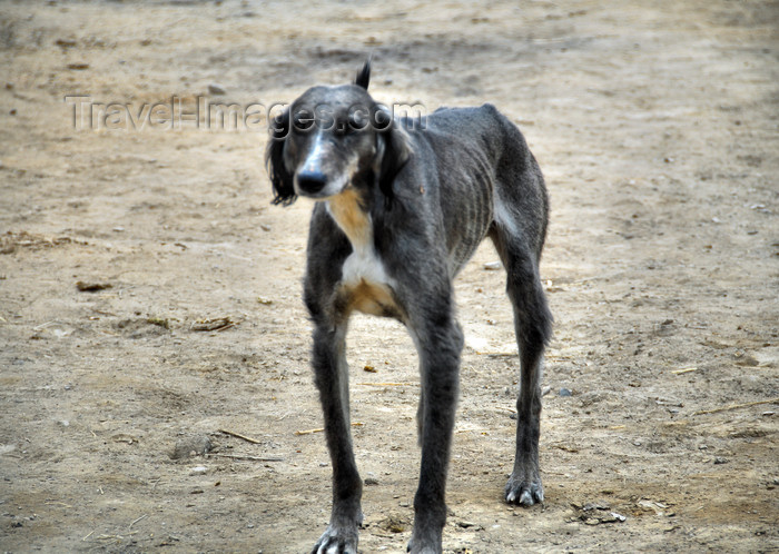 kazakhstan194: Kazakhstan - Karaturuk area, Almaty province: Kazakh hound - photo by M.Torres - (c) Travel-Images.com - Stock Photography agency - Image Bank