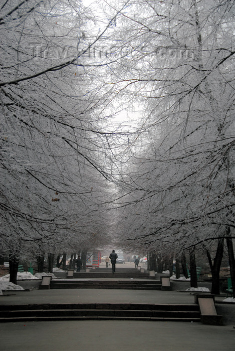 kazakhstan221: Kazakhstan, Almaty: frozen trees - photo by M.Torres - (c) Travel-Images.com - Stock Photography agency - Image Bank