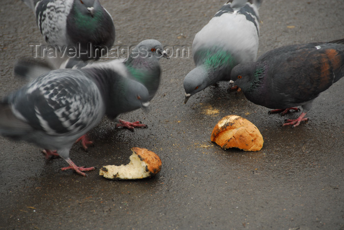 kazakhstan288: Kazakhstan, Almaty: 28 Panfilov Heroes' Park - pigeons - photo by M.Torres - (c) Travel-Images.com - Stock Photography agency - Image Bank