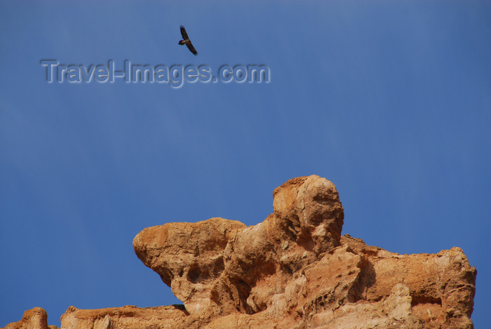 kazakhstan76: Kazakhstan, Charyn Canyon: Valley of the Castles - a vulture above the gorge - photo by M.Torres - (c) Travel-Images.com - Stock Photography agency - Image Bank