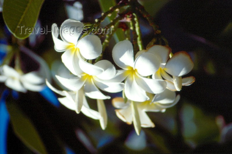 kenya1: Kenya - Mombassa: Reef hotel - flowers - Plumeria - common name: Frangipani - photo by F.Rigaud - (c) Travel-Images.com - Stock Photography agency - Image Bank