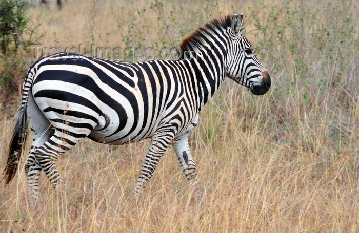 kenya143: Nairobi NP, Kenya: Burchell's zebra - Equus quagga burchellii - photo by M.Torres - (c) Travel-Images.com - Stock Photography agency - Image Bank