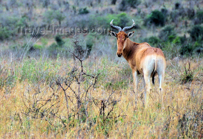 kenya146: Nairobi NP, Kenya: Coke's Hartebeest or Kongoni, Alcelaphus buselaphus cokii - photo by M.Torres - (c) Travel-Images.com - Stock Photography agency - Image Bank