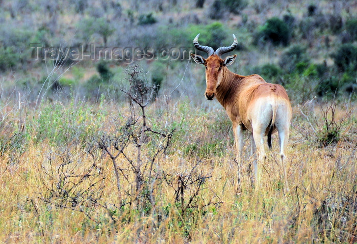 kenya146: Nairobi NP, Kenya: Coke's Hartebeest or Kongoni, Alcelaphus buselaphus cokii - photo by M.Torres - (c) Travel-Images.com - Stock Photography agency - Image Bank