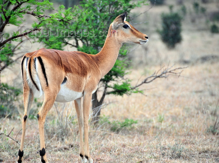 kenya150: Nairobi NP, Kenya: impala scanning the horizon - Aepyceros melampus- photo by M.Torres - (c) Travel-Images.com - Stock Photography agency - Image Bank