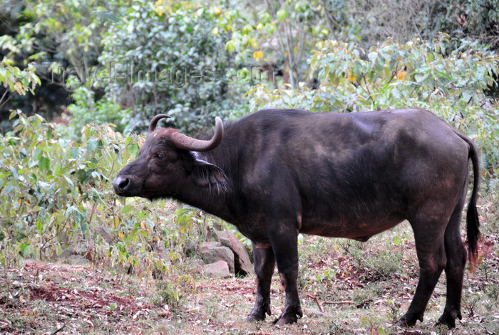 kenya151: Nairobi Safari Walk, Langata, Kenya: African Buffalo or Cape Buffalo - Syncerus caffer - photo by M.Torres - (c) Travel-Images.com - Stock Photography agency - Image Bank