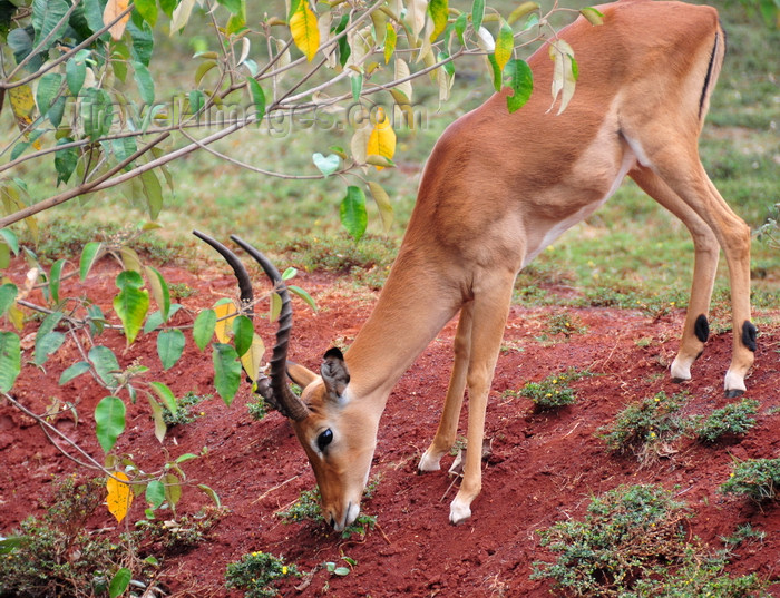 kenya153: Nairobi Safari Walk, Langata, Kenya: impala ram looking smelling the ground - photo by M.Torres - (c) Travel-Images.com - Stock Photography agency - Image Bank